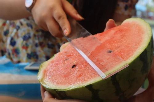 吃瓜直播间免费吃瓜,免费瓜果任你吃！